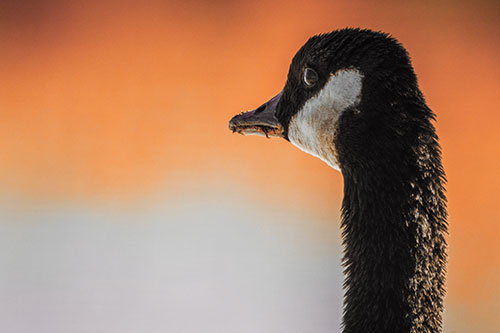 Hungry Crumb Mouthed Canadian Goose Senses Intruder (Orange Tint Photo)
