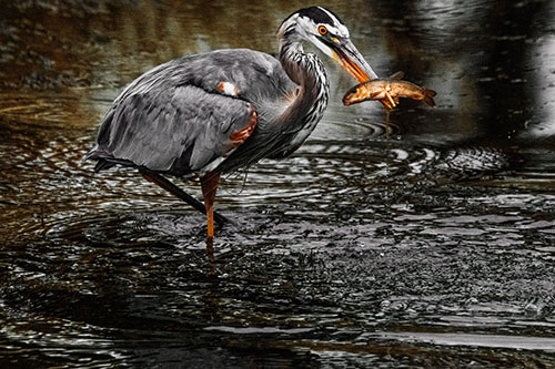Hungry Great Blue Heron Spears Through Trout Fish (Orange Tint)