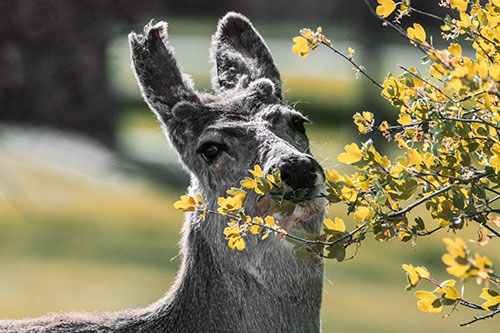 Hungry Lone Mule Deer Chewing Tree Leaves (Orange Tint)
