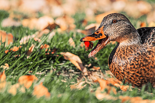 Hungry Mallard Duck Devours Cherry (Orange Tint)