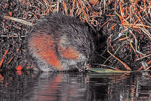 Hungry Muskrat Chews Water Reed Grass Along River Shore (Orange Tint Photo)