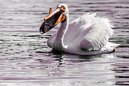 Hungry Pelican Captures Salamander For Breakfast (Orange Tint)