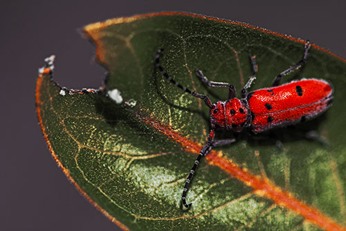 Hungry Red Milkweed Beetle Rests Among Chewed Leaf (Orange Tint Photo)