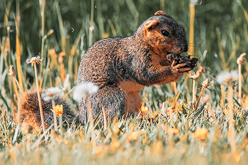 Hungry Squirrel Feasting Among Dandelions (Orange Tint Photo)