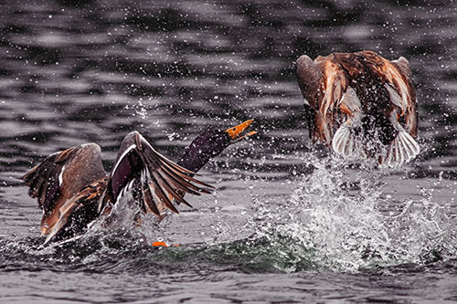 Hyper Water Splashing Mallard Ducks Playing Among Lake (Orange Tint)