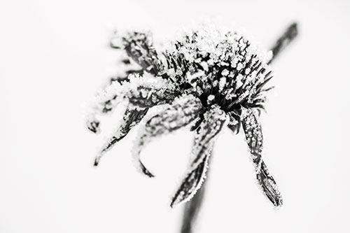 Ice Frost Consumes Dead Frozen Coneflower (Orange Tint Photo)
