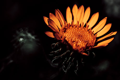 Illuminated Gumplant Flower Surrounded By Darkness (Orange Tint Photo)
