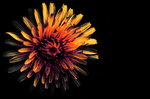 Illuminated Taraxacum Flower In Darkness (Orange Tint Photo)