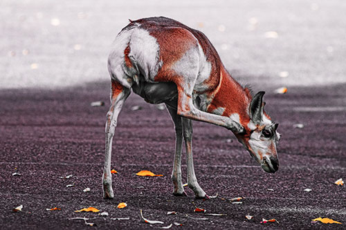 Itchy Pronghorn Scratches Neck Among Autumn Leaves (Orange Tint Photo)