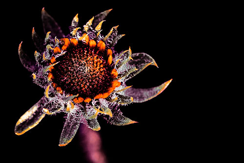 Jagged Tattered Rayless Sunflower (Orange Tint Photo)