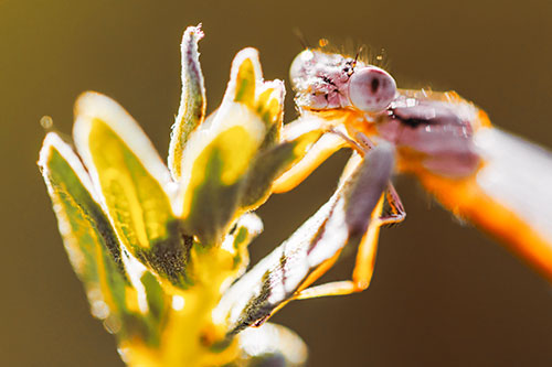 Joyful Damselfly Enjoys Sunshine Atop Plant (Orange Tint)