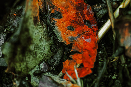 Joyful Deteriorating Watery Eyed Leaf Face (Orange Tint Photo)