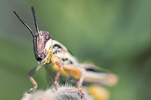 Joyful Grasshopper Standing Among Fuzzy Plant Top (Orange Tint)