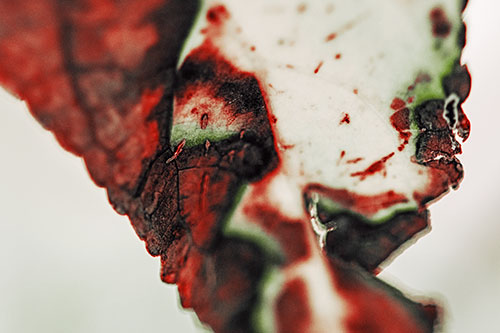 Joyful Rotting Leaf Face Enjoying Autumn (Orange Tint)