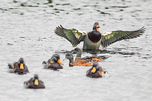 Jump Scaring Wing Flapping Mallard Duck Quacking Atop Lake (Orange Tint)
