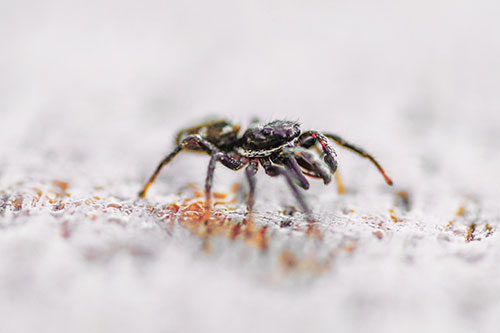 Jumping Spider Crawling Along Flat Terrain (Orange Tint)