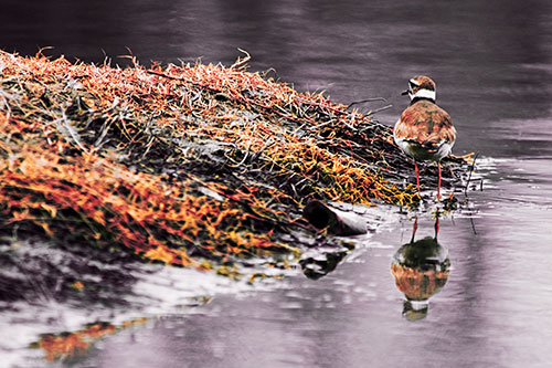 Killdeer Bird Standing Along River Shoreline (Orange Tint Photo)