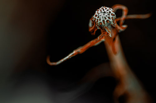 Kung Fu Gumplant Figure Punching Among Wind (Orange Tint)