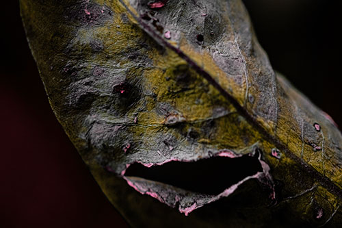 Lacerated Mouth Leaf Face Smirking Among Decay (Orange Tint)