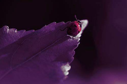 Ladybug Crawling To Top Of Leaf (Orange Tint Photo)