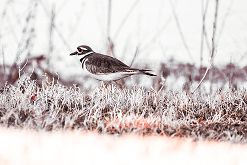 Large Eyed Killdeer Bird Running Along Grass (Orange Tint)