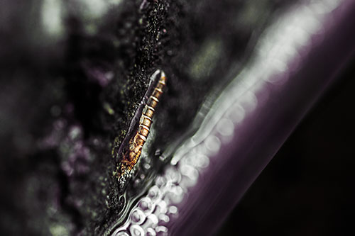 Larva Slithering Along Wet Shore Rock (Orange Tint Photo)