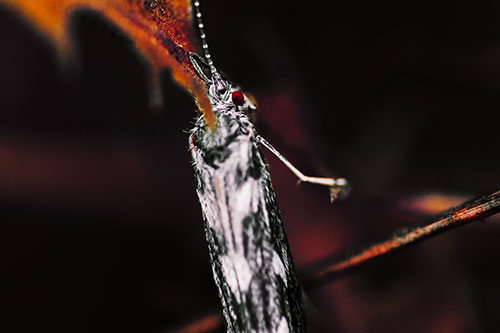 Leaf Blotch Miner Moth Grasping Petal (Orange Tint Photo)