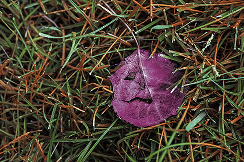Leaf Face Smirking Among Wet Grass (Orange Tint)