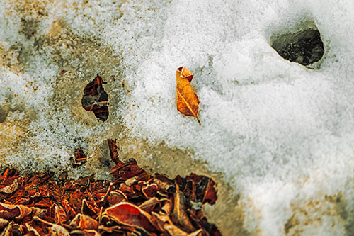 Leaf Nosed Snow Face Melting Among Sunlight (Orange Tint Photo)