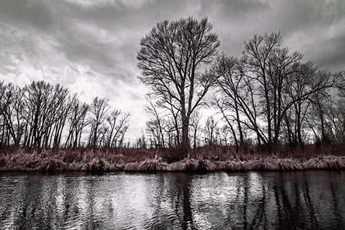 Leafless Trees Cast Reflections Along River Water (Orange Tint)