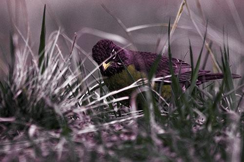 Leaning American Robin Spots Intruder Among Grass (Orange Tint Photo)