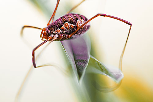 Leg Dangling Harvestmen Spider Sits Atop Leaf Petal (Orange Tint Photo)