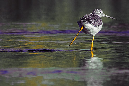 Leg Kicking Greater Yellowlegs Splashing Droplets (Orange Tint Photo)