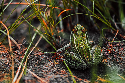 Leopard Frog Sitting Among Twisting Grass (Orange Tint Photo)