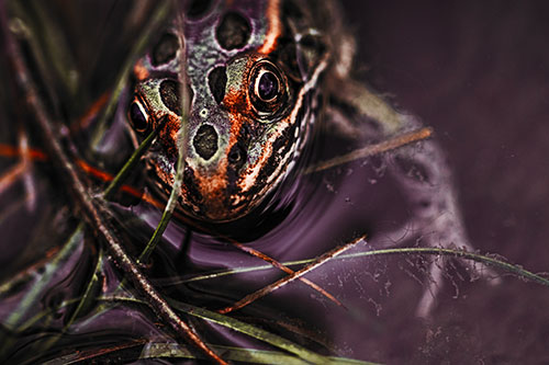 Leopard Frog Stares Among Shoreline Water (Orange Tint Photo)