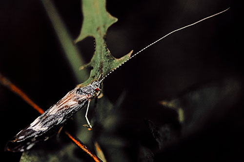 Long Antenna Leaf Blotch Miner Moth Sitting Atop Plant (Orange Tint Photo)