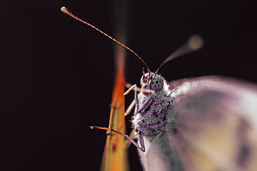Long Antenna Wood White Butterfly Grasping Grass Blade (Orange Tint Photo)