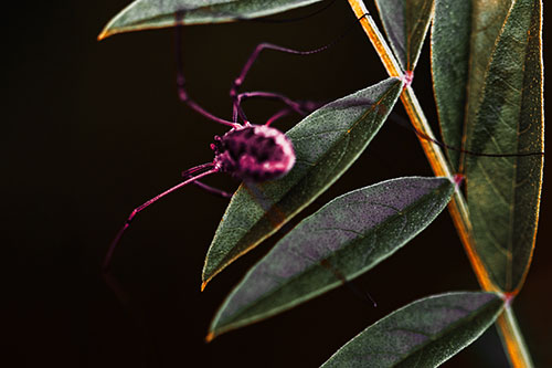 Long Legged Harvestmen Spider Clinging Onto Leaf Petal (Orange Tint Photo)