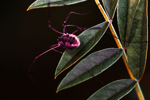 Long Legged Harvestmen Spider Clinging Onto Leaf Petal (Orange Tint)