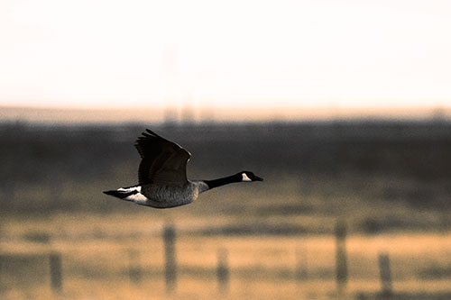 Low Flying Canadian Goose (Orange Tint Photo)