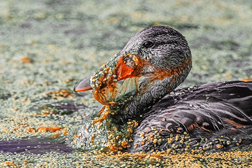 Mallard Duck Entangled In Algae (Orange Tint)