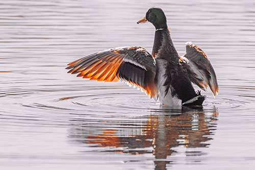Mallard Duck Flaps Illuminated Wings Among Lake (Orange Tint)