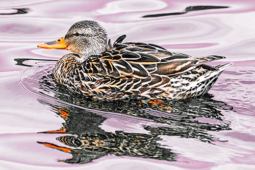 Mallard Duck Floats Among Swirling Water (Orange Tint)