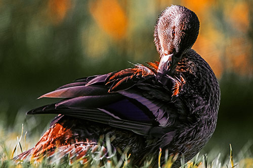 Mallard Duck Grooming Feathered Back (Orange Tint Photo)