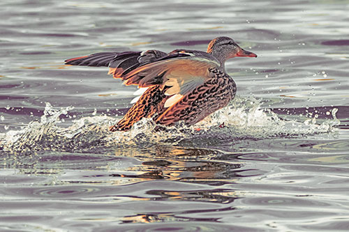 Mallard Duck Makes Splash Landing Atop Lake (Orange Tint)