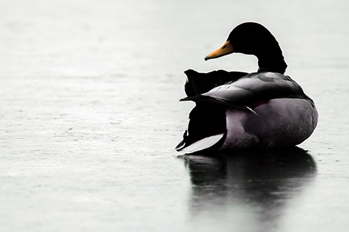 Mallard Duck Resting Atop Ice Frozen Lake (Orange Tint Photo)