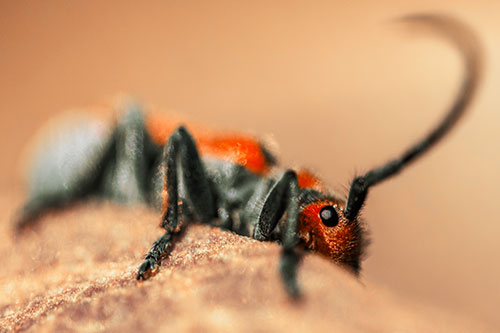 Milkweed Beetle Hiding Behind Leaf Petal (Orange Tint)