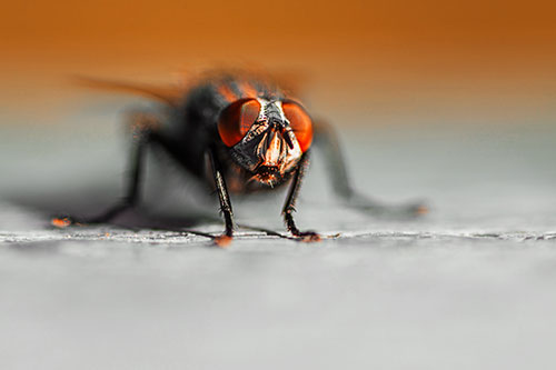 Morbid Open Mouthed Cluster Fly (Orange Tint Photo)