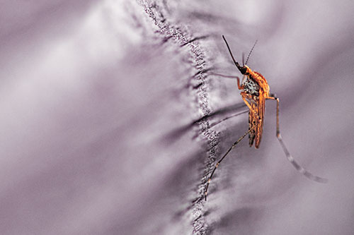 Mosquito Stretches Leg Among Wood (Orange Tint)