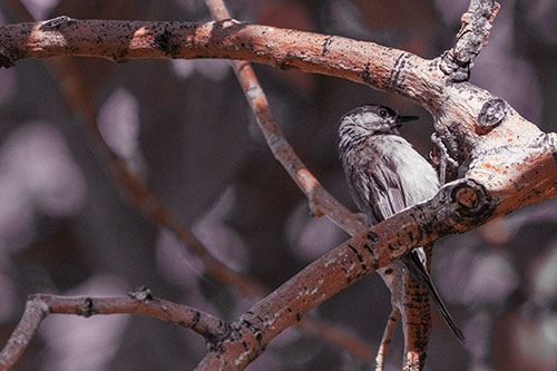Mountain Chicadee Clamps Onto Bending Tree Branch (Orange Tint)